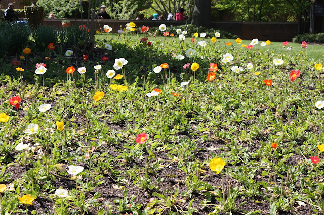 Poppies at Chicago Botanic Garden