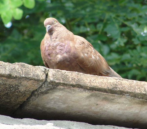 pigeon, pigeon breeds, pigeon rearing, pigeon photo, pigeon, images, pigeon picture, white pigeon