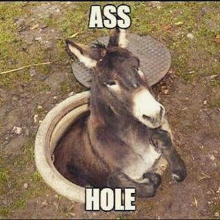 funny mule