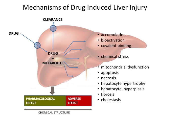 Anatomy, Functions and Conditions of liver Medical Yukti