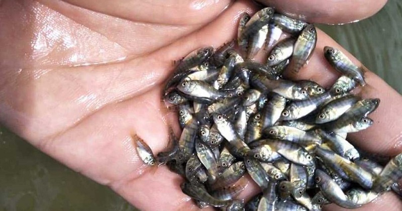 Lr Mphp Indonesian Research Institute For Fisheries Postharvest Mechanization Publikasi