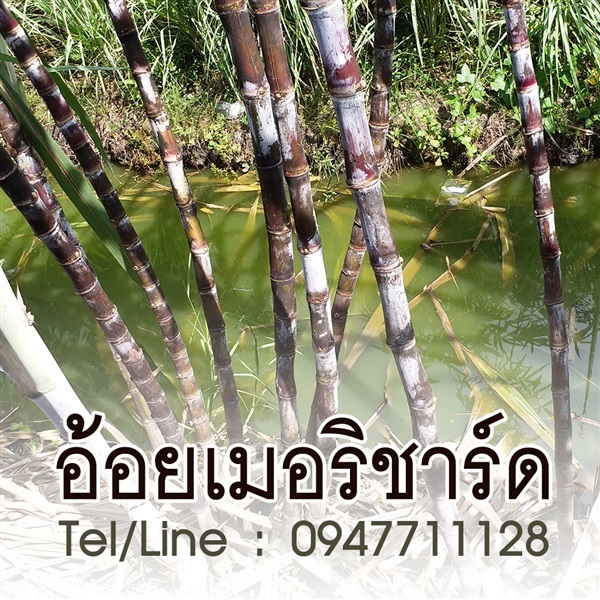 My Image 31