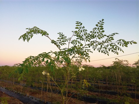 Anda Luz Connatur Moringa Plantage In Conil