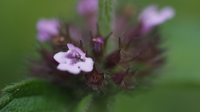 raw-image