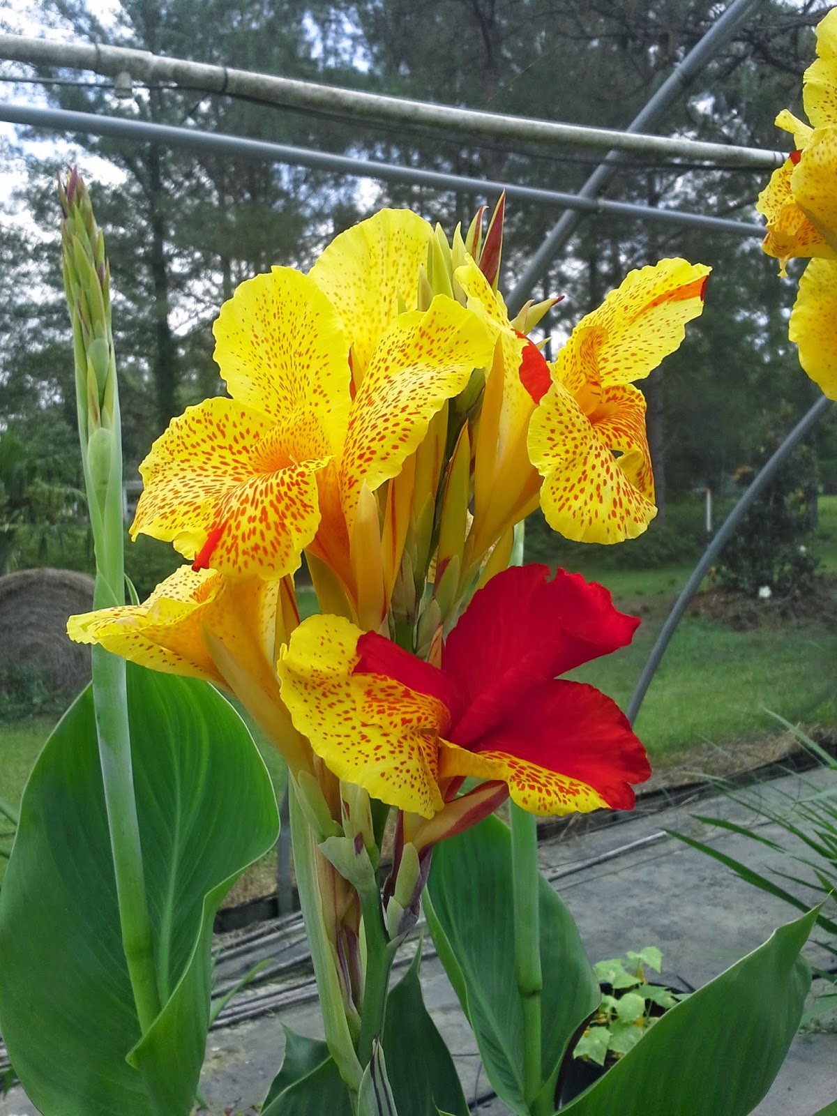 Unforeseen River, a public service Canna Lily Flowers