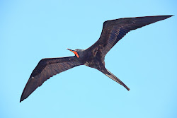 how fast can a frigate bird fly 10