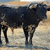 Os 'Canas Vigouroux' para a Feira do 'Toiro-Toiro'