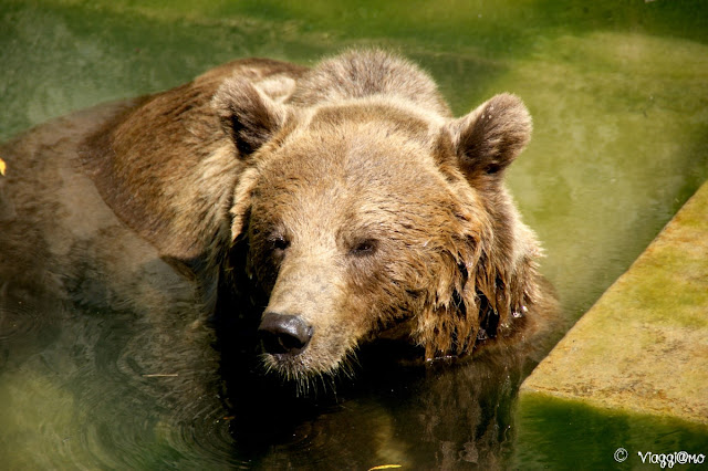 Uno dei tre orsi ospitati nella Fossa degli Orsi