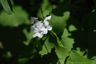 ルナリア／ゴウダソウ／オオバンソウ