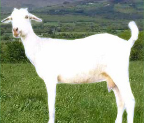 Most Popular Indigenous Breeds of Goats in India