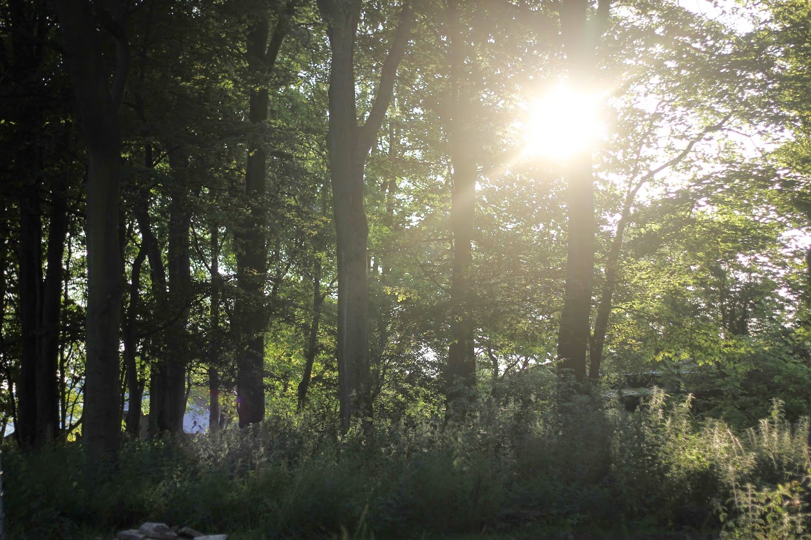 sun through the trees