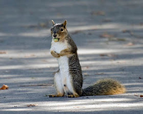 Foto eines Eichhörnchens, das mit einer Nuss im Mund auf dem Boden steht