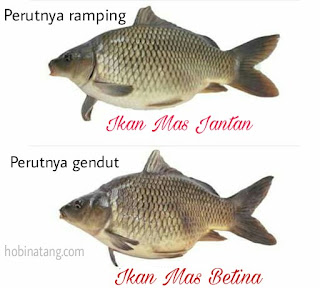  yaitu mencari indukan jantan dan betina yang berkualitas 4 Perbedaan Ikan Mas Jantan dan Betina Paling Mencolok