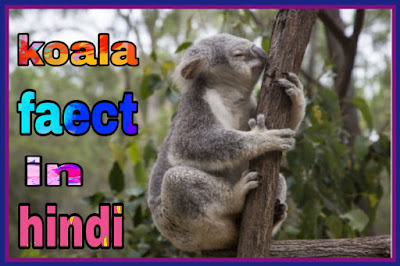 koala animal in hindi