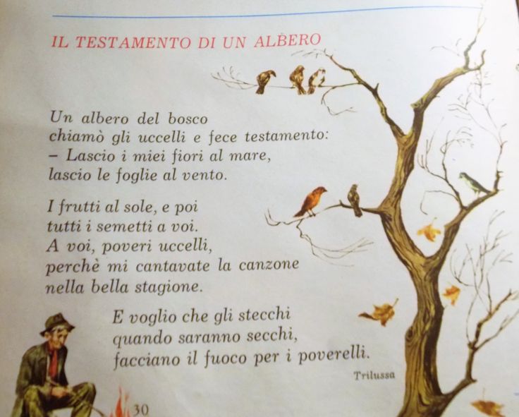 Lo scaffale di Lucia Il testamento di un albero Lo scaffale di Lucia Il testamento di un albero