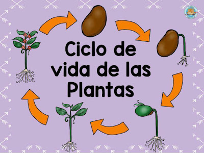 fichas-ciclos-vida-imprimir