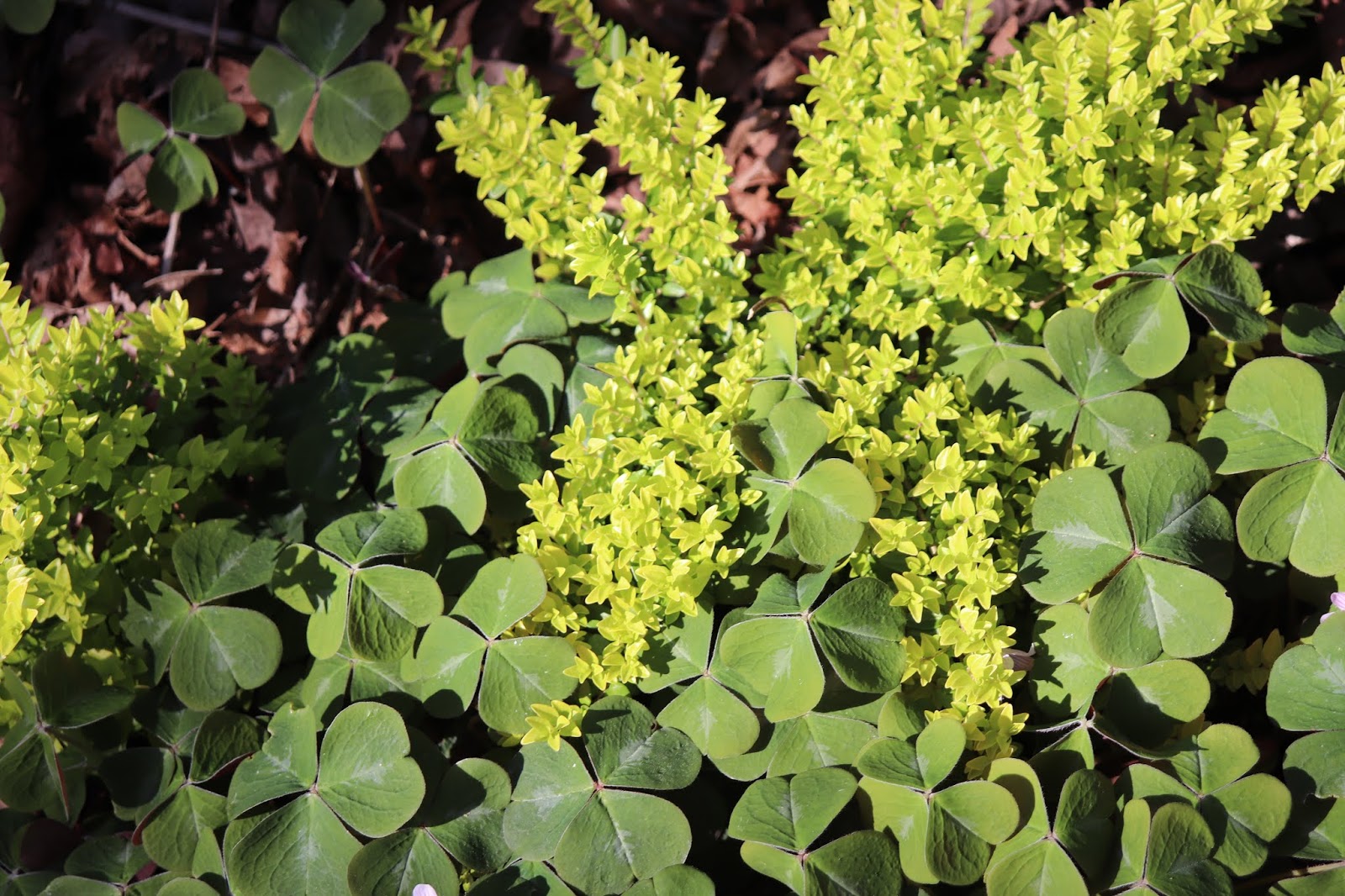Future Plants By Randy Stewart Pieris