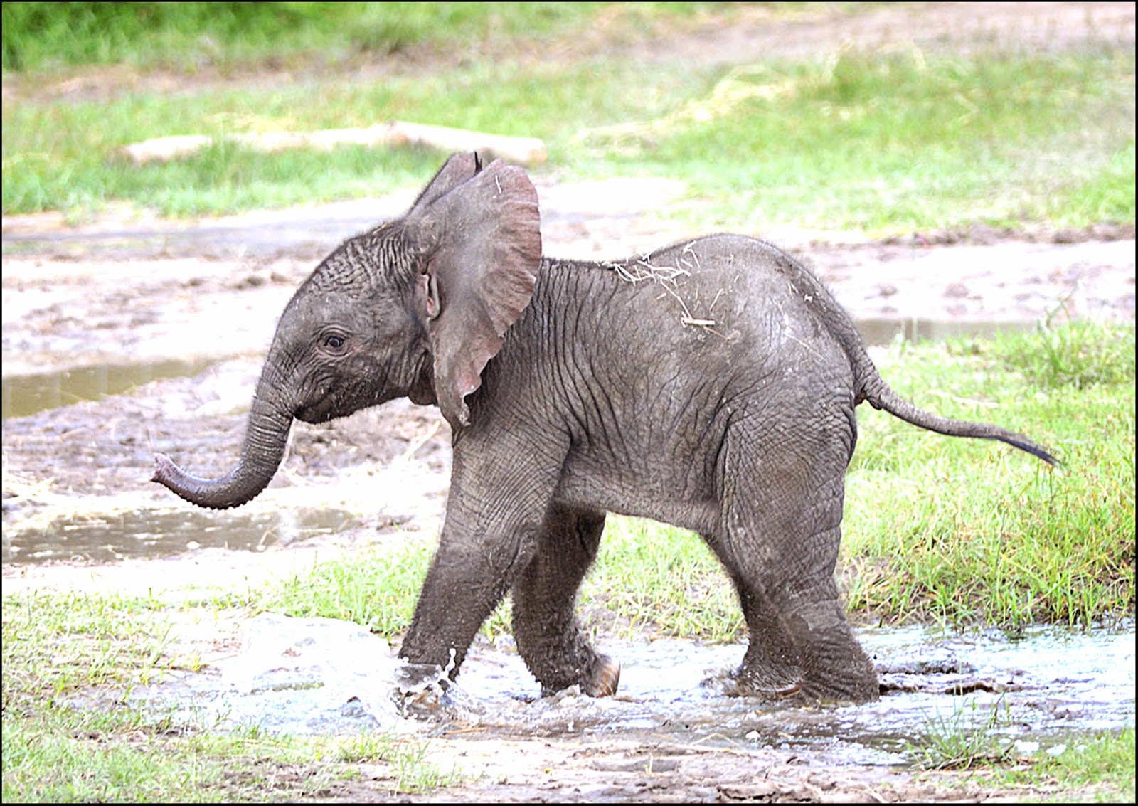 Play elephant. Слон-Слоненок-Слонята. Маленький Слоненок. Слониха со слоненком. Милые слоники.