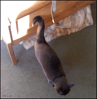 Funny Cat GIF • Weird Cat with a funny snake-tail. Good vibrations, he is happy because it's dinner time