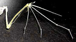 bat wings homologous limb skeleton analogous following anthropological evolution learning bats trait humans analogy