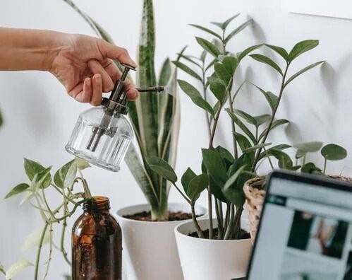 Image of a person's hand spraying water on potted indoor plants and a bottled money plant.