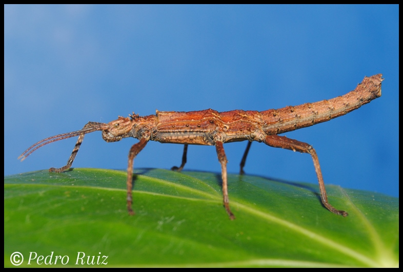 Ninfa macho L4 de Tisamenus serratorius, 3,8 cm de longitud Ninfa macho L4 de Tisamenus serratorius, 3,8 cm de longitud