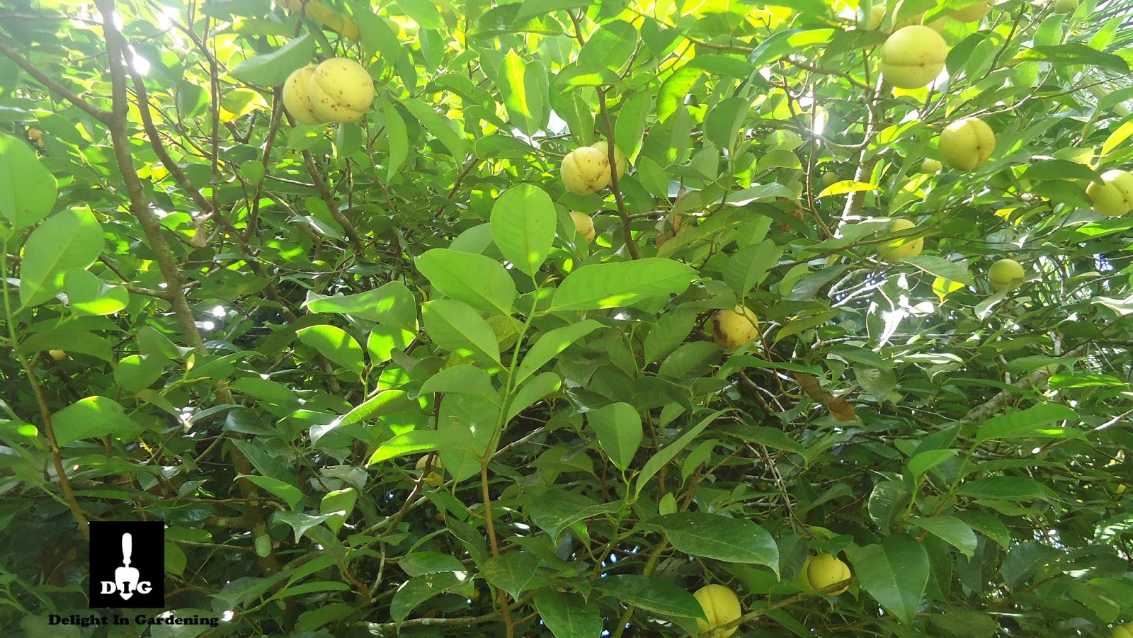 D.I.G THIS!!! In A Nutmeg