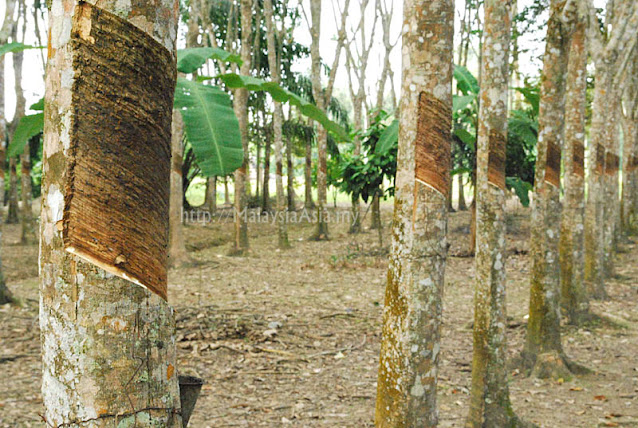 Melaka Rubber Tree Tapping