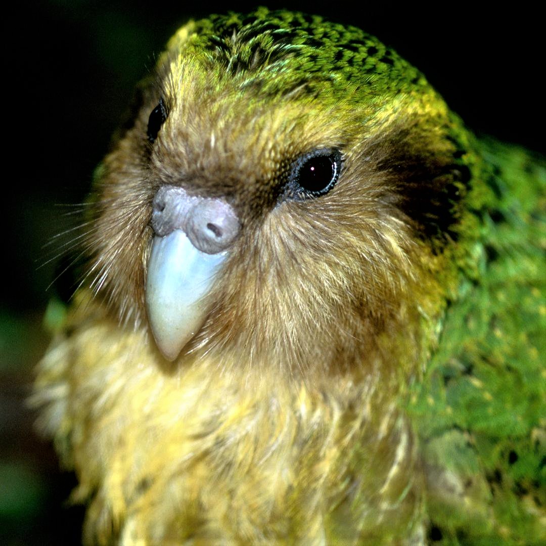 5five5 Kakapo (Strigops habroptila)