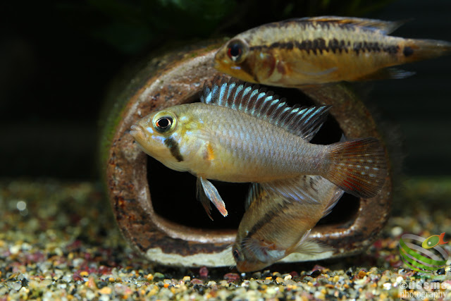 F1, Apistogramma sp. tame