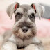 14 Reasons Schnauzers Are The Worst Indoor Dog Breed Of All Time