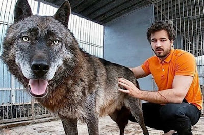 wolf biggest which largest veins andrey freezes blood pet
