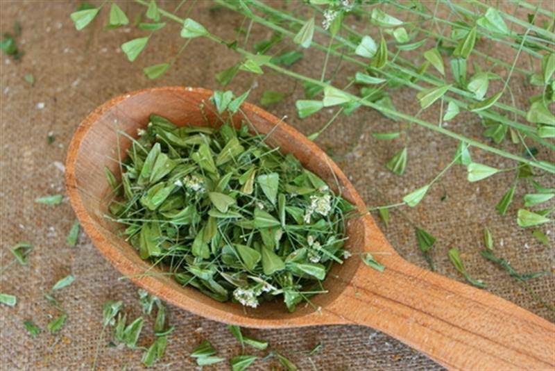 Şifalı Mucize Bitkiler: Çoban Çantası (Capsella Bursa-Pastoris) Faydaları