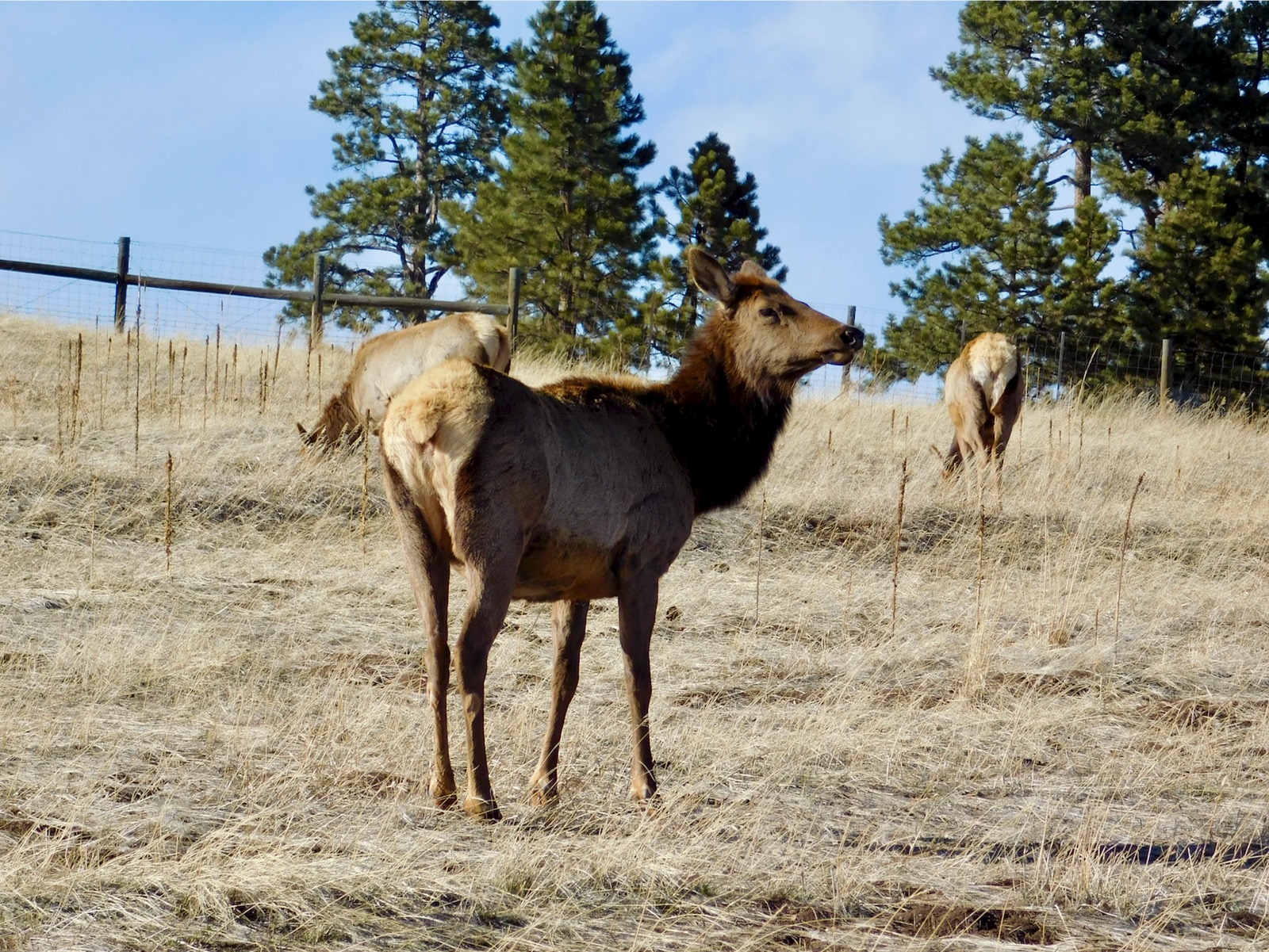 Elk in the Meadow Emanating Tranquility