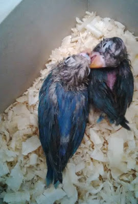 Harga Segala Jenis Anakan Lovebird Terbaru Samlovebird