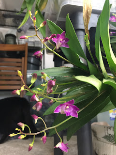 Dendrobium Berry Oda, Dendrobium Berry Oda, diarid'orchidee