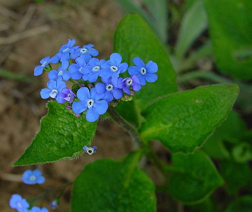 Blumensprache: Der Veilchen- und Vergißmeinnicht-Strauß