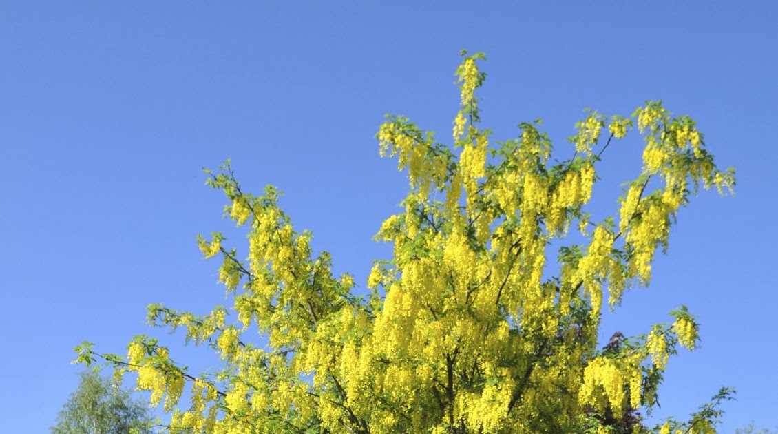 English Class Notes: Poem - The Laburnum Top - Class 11 English Hornbill