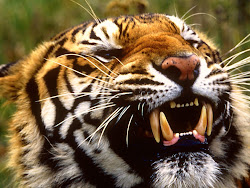 tiger desktop wallpapers tigers bengal backgrounds animal animals cool angry bing majestic