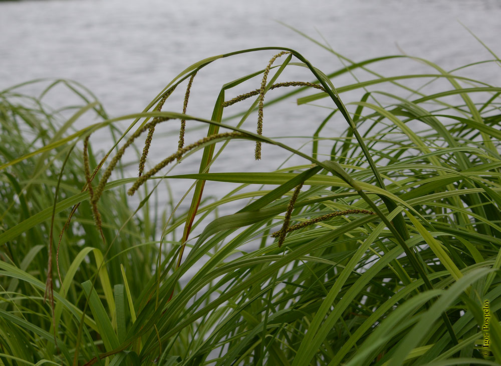 где растет осока. осока болотная. где растет осока. осока острая (carex acuta). осока болотная.