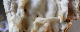 Interior of gyromitra korfii is cottony