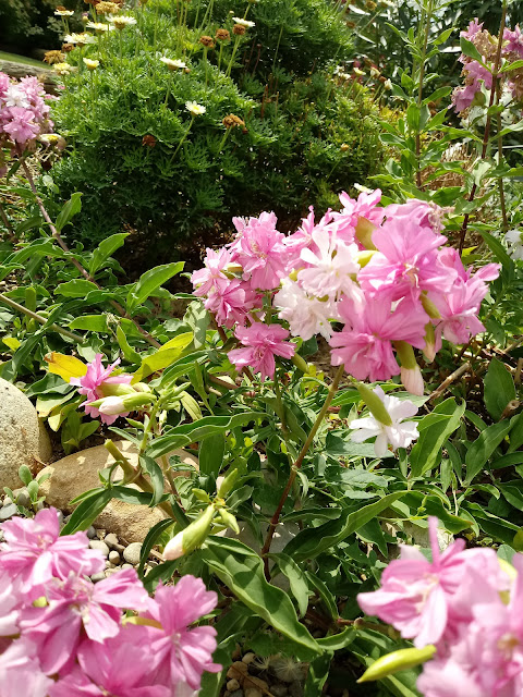 Mata de flor jabonera en el jardín