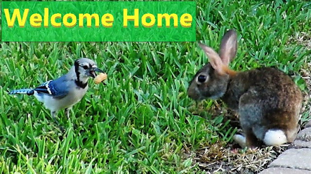 Blue Jays, Squirrels and Rabbits Welcome Man Home After a Month!