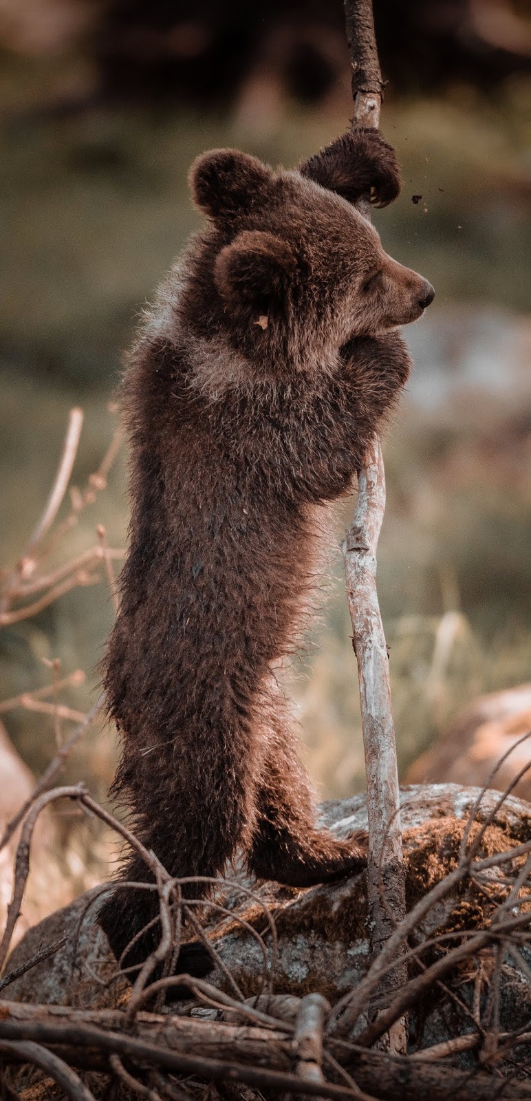 Young bear playing with a stick.