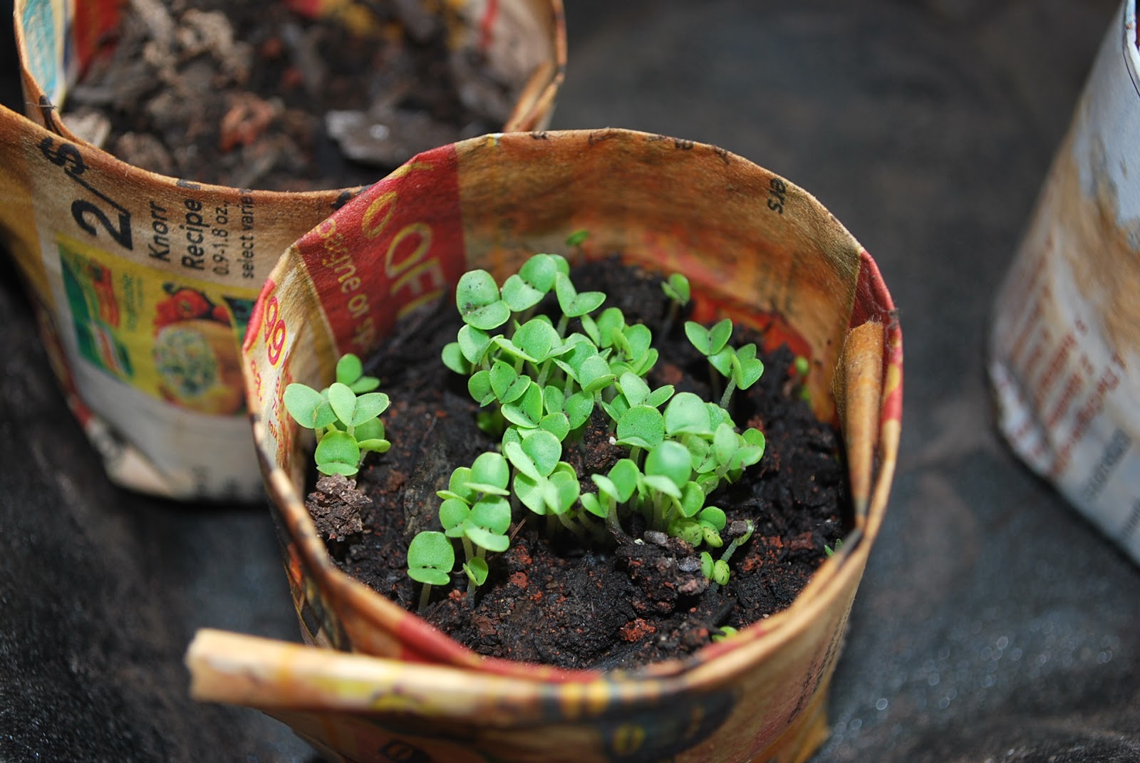 Backyard Garden Adventures Planting sweet basil from seeds