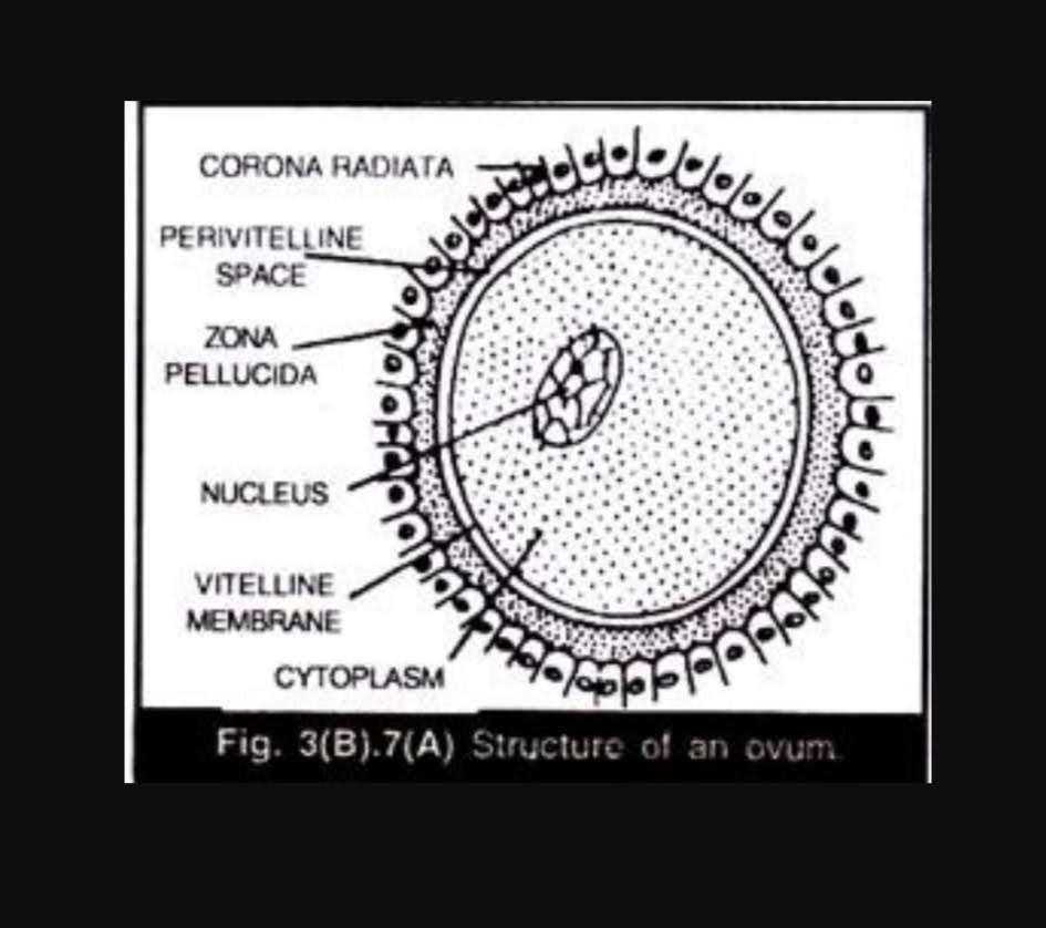 Structure of Ovum & Menstrual Cycle