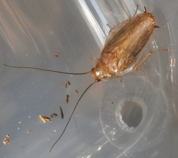 Hisserdude's Roaches C.texensis%25238