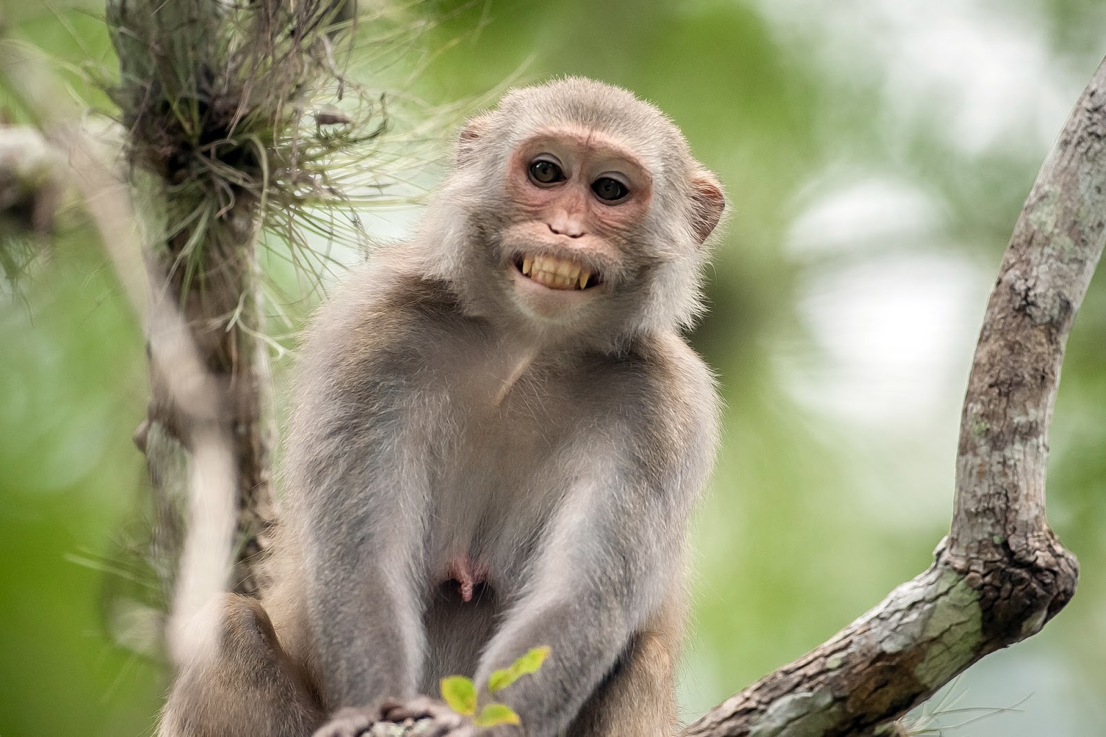 Gambar Monyet Lengkap Gambar Monyet Lengkap