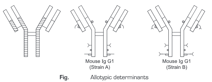  Immunoglobulins 