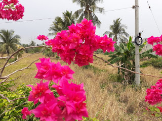 Bougenville-Bunga-Kembang-Kertas